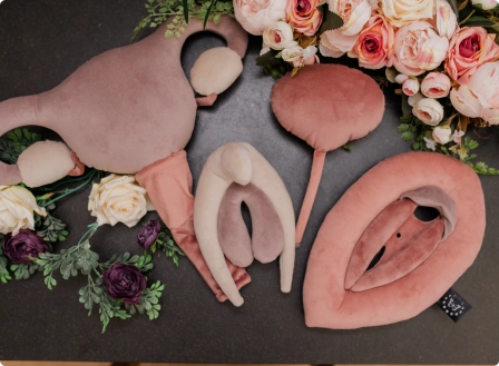 embro wellness women's anatomy plushies